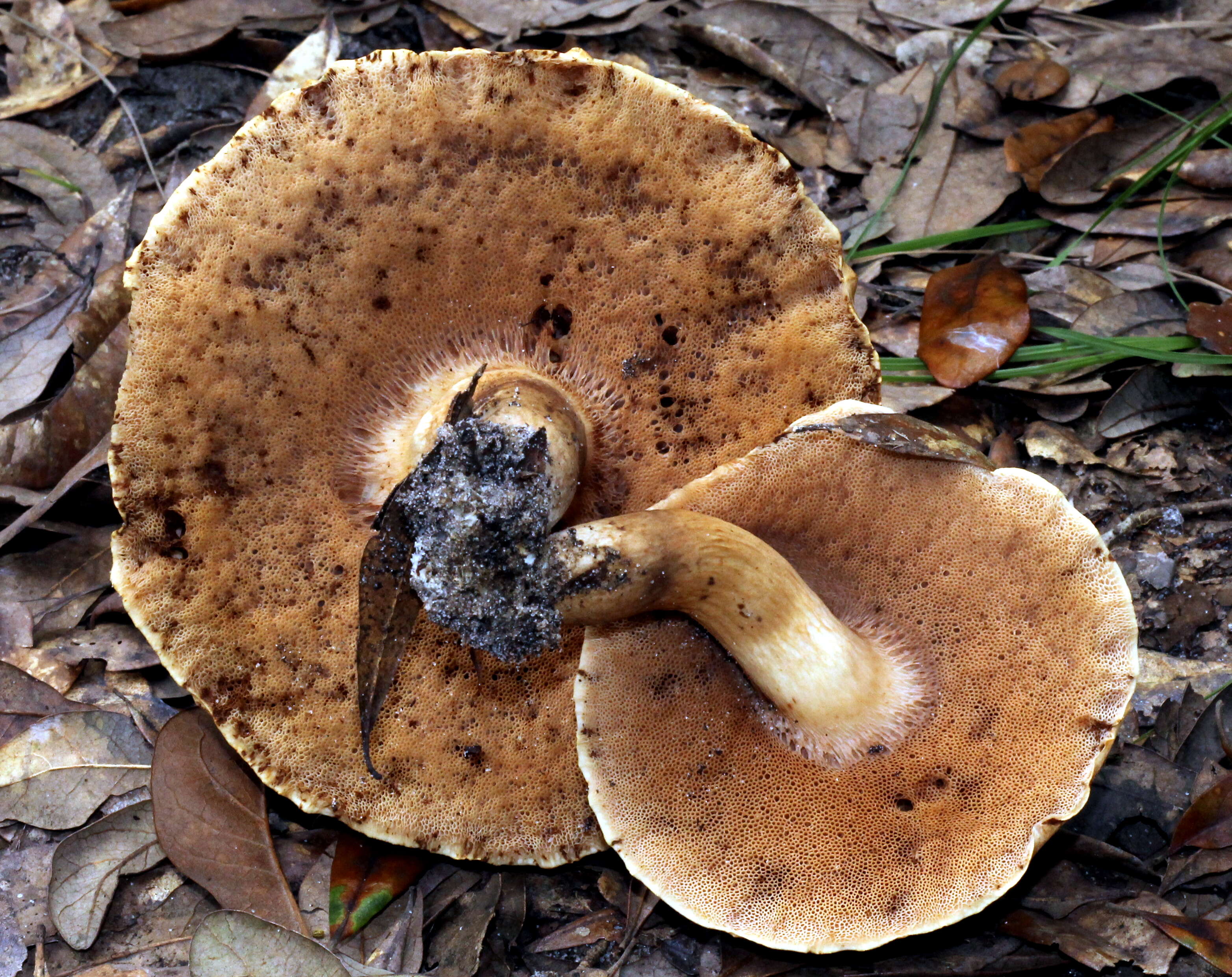 Image of Tylopilus tabacinus (Peck) Singer 1944