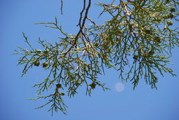 Image of arar tree