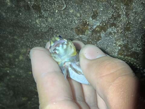 Image of Wavy lined blenny