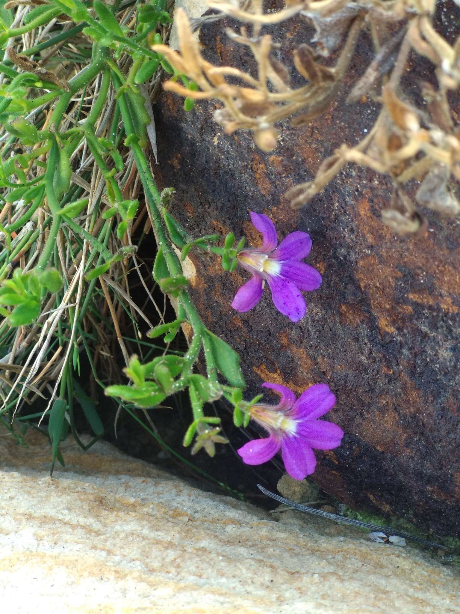 Слика од Scaevola ramosissima (Smith) K. Krause