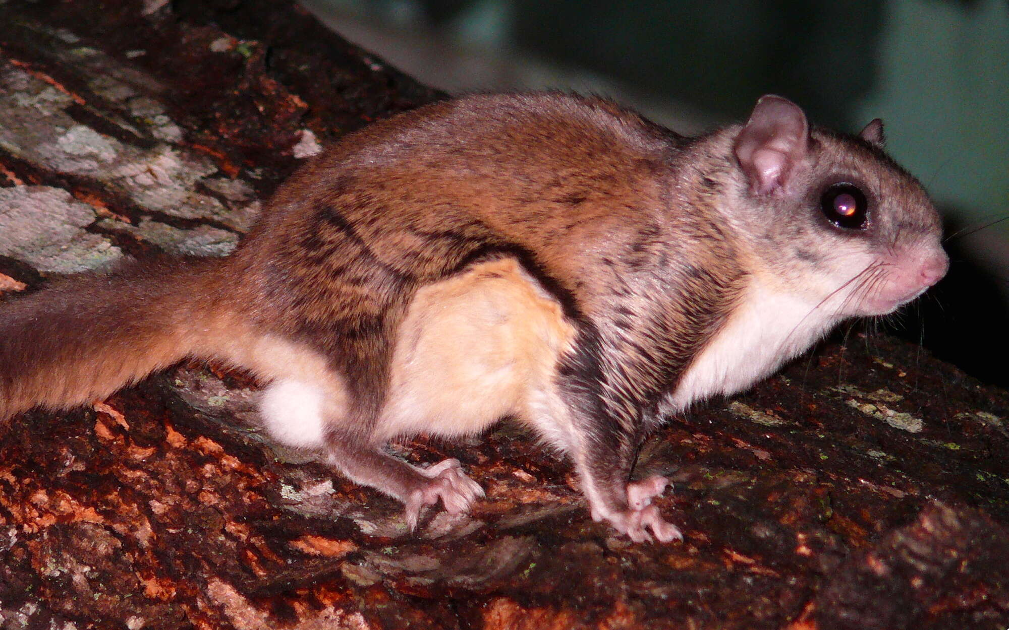 Image of Mexican Flying Squirrel