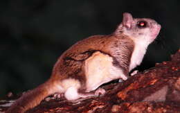 Image of Mexican Flying Squirrel