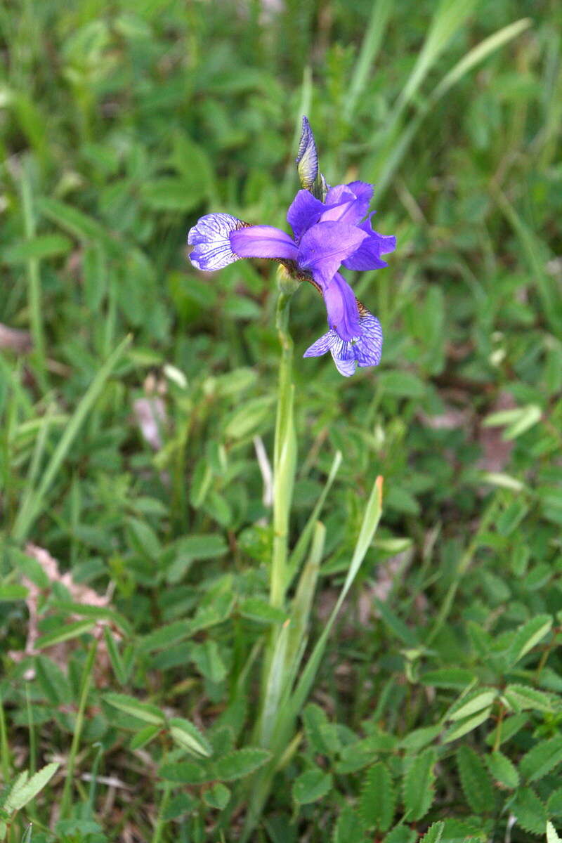 Image of German Iris