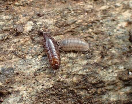 Image of Chaetophiloscia Verhoeff 1908