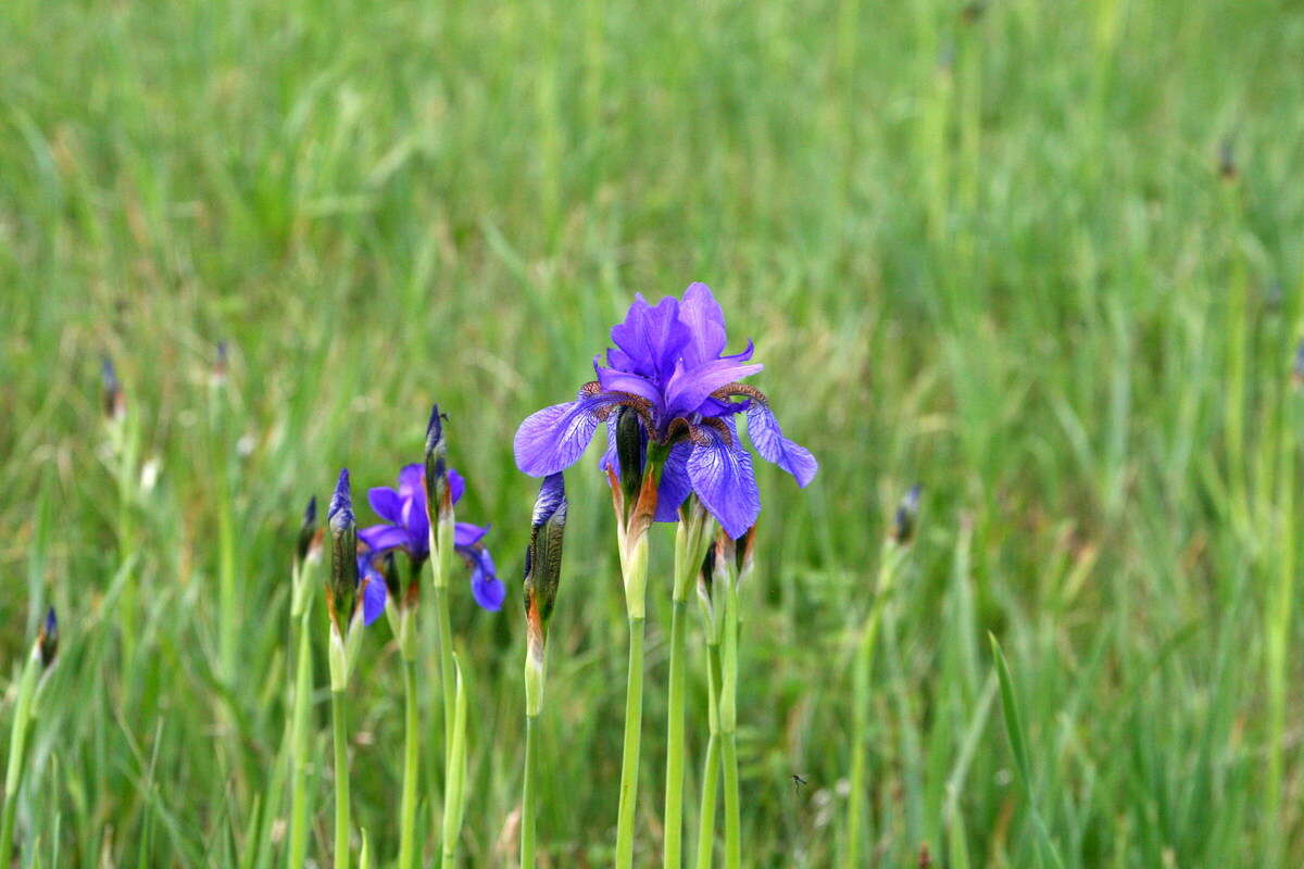 Image of German Iris