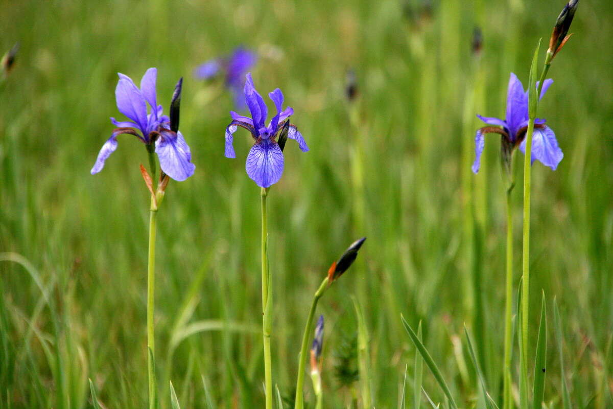 Image of German Iris