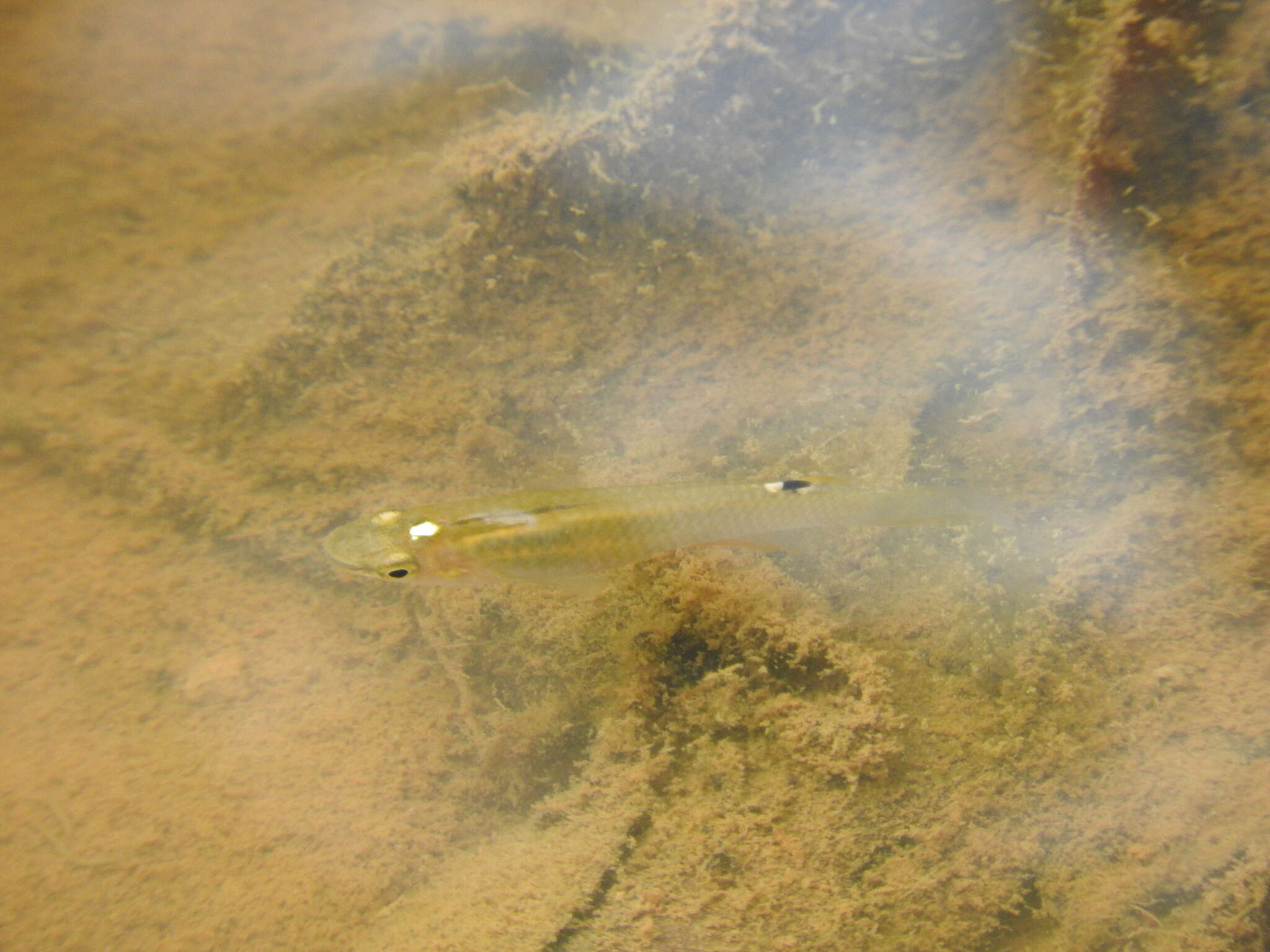 Image of Blue Panchax