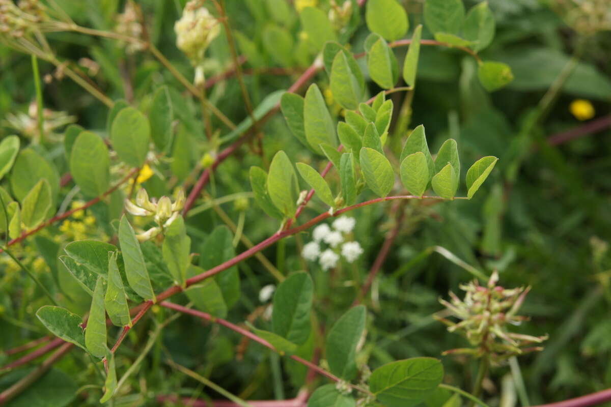 Image of licorice milkvetch