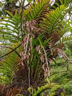 Imagem de Dendrobium amoenum Wall. ex Lindl.