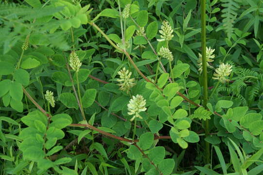 Image of licorice milkvetch