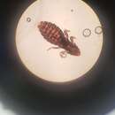 Image de Pectinopygus varius Timmermann 1964