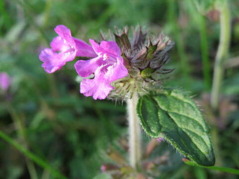 Image of wild basil