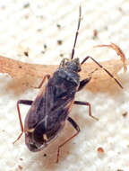 صورة Eremocoris opacus Van Duzee & E. P. 1921