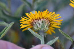 Imagem de Inula obtusifolia A. Kerner