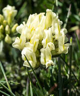 Слика од Oxytropis campestris (L.) DC.