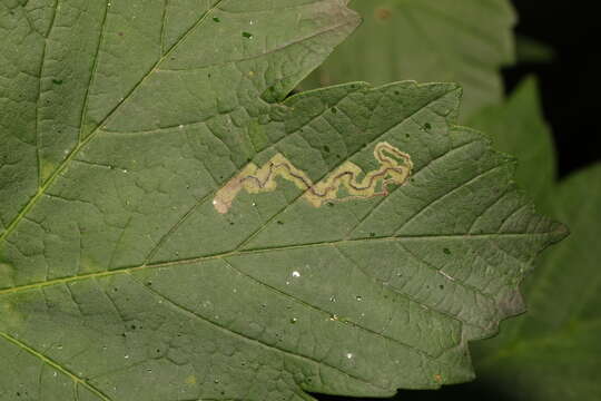 Image of Stigmella speciosa (Frey 1858) Walsingham 1916