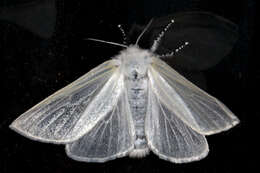 Image of White Satin Moth