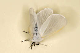 Image of White Satin Moth