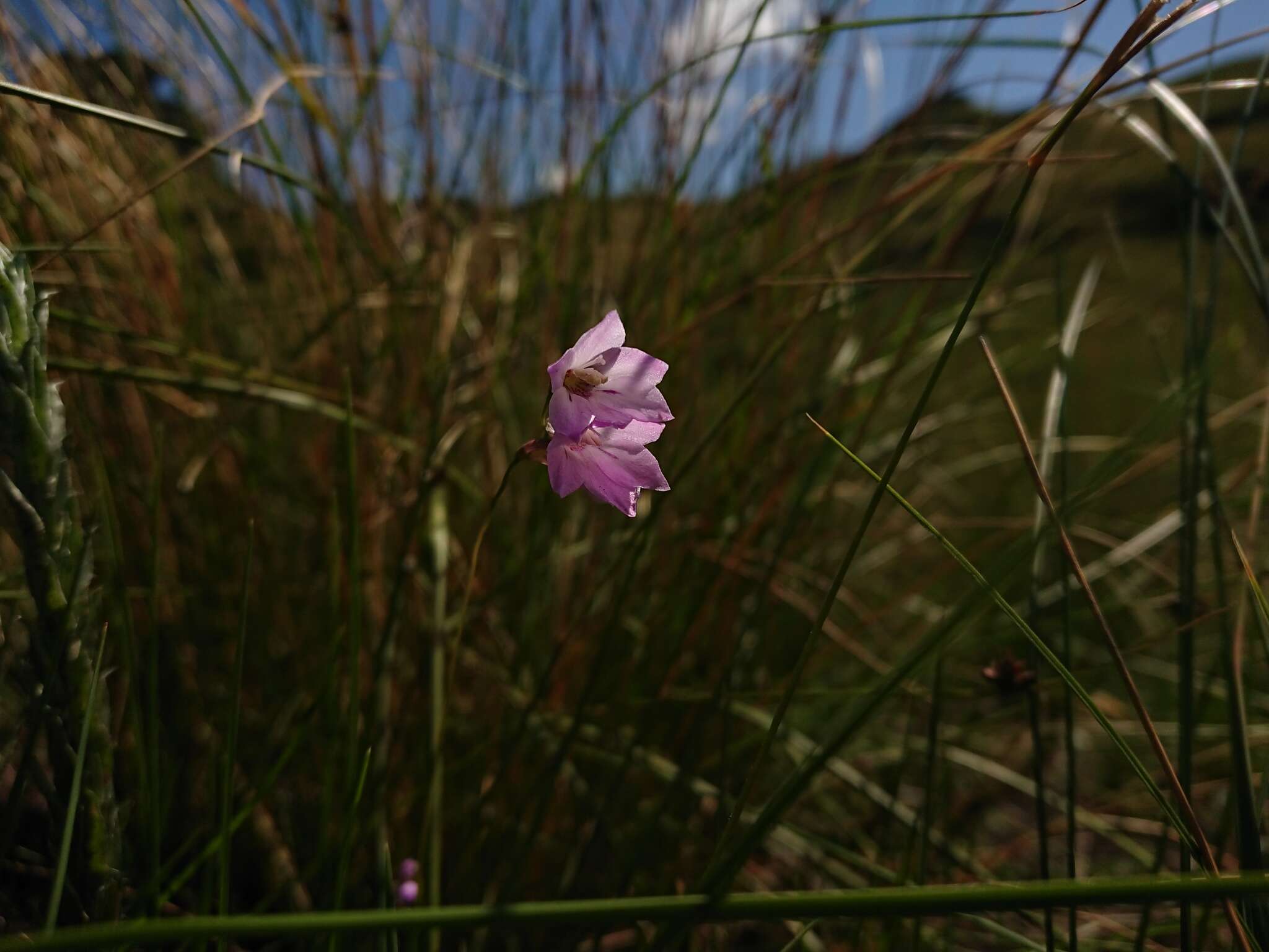 Image of Gladiolus parvulus Schltr.