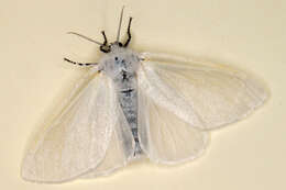 Image of White Satin Moth