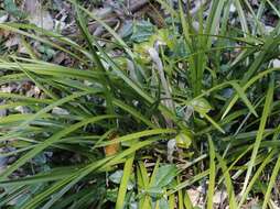 Image de Cymbidium goeringii (Rchb. fil.) Rchb. fil.