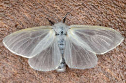 Image of White Satin Moth