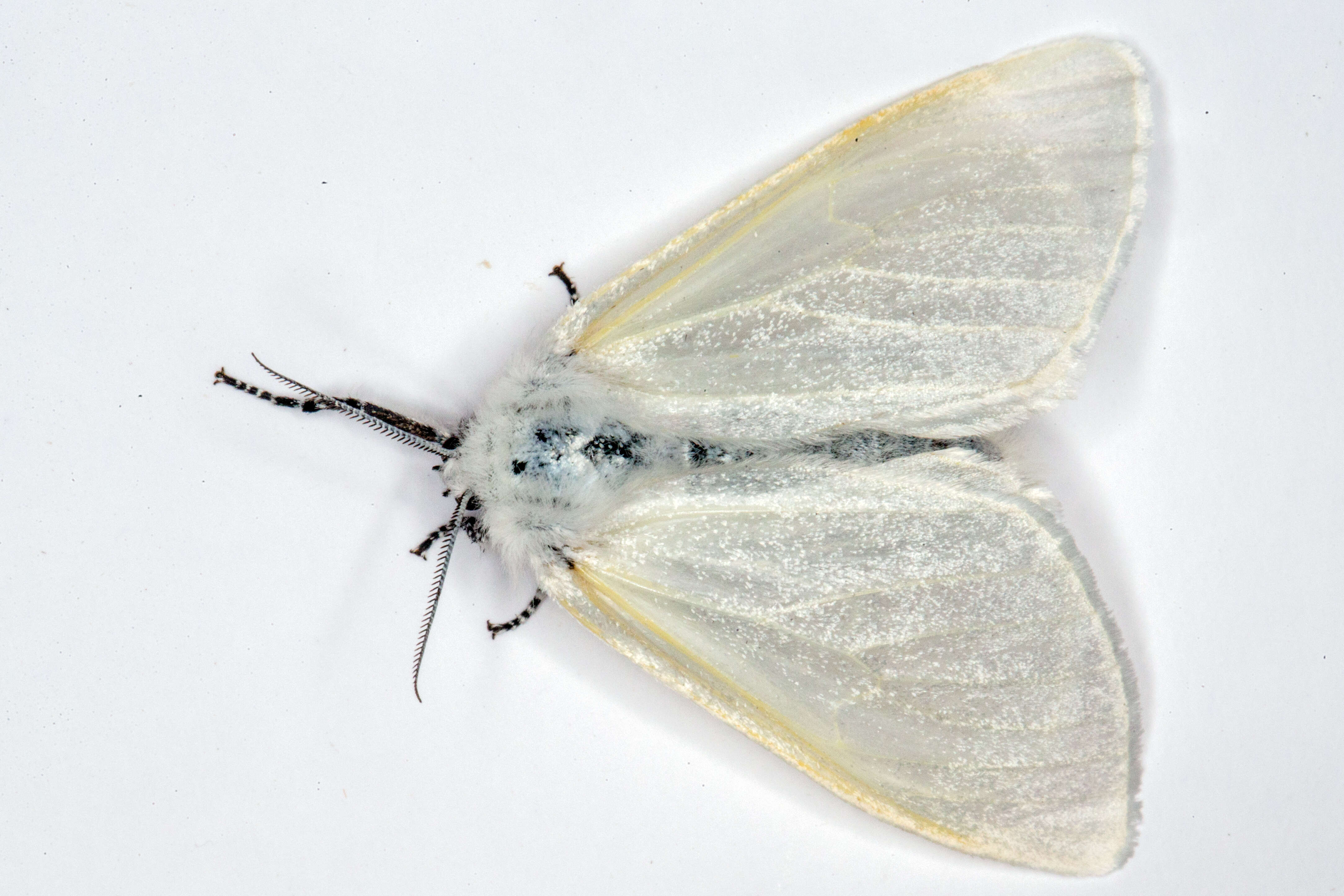 Image of White Satin Moth