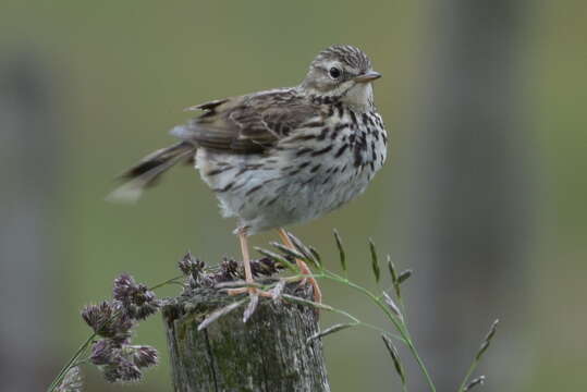 Image of Meadow Pipit