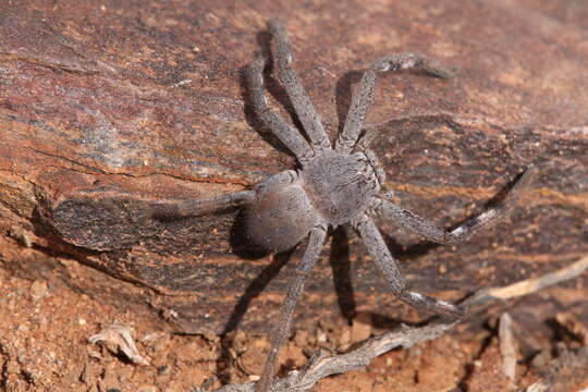 Image of Isopedella saundersi (Hogg 1903)