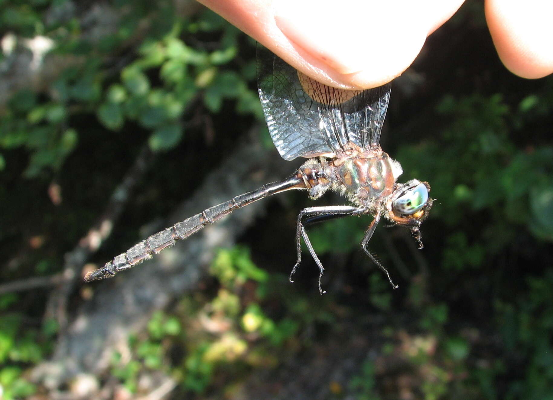 Image of Brush-tipped Emerald