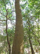 Image of Forest natal mahogany