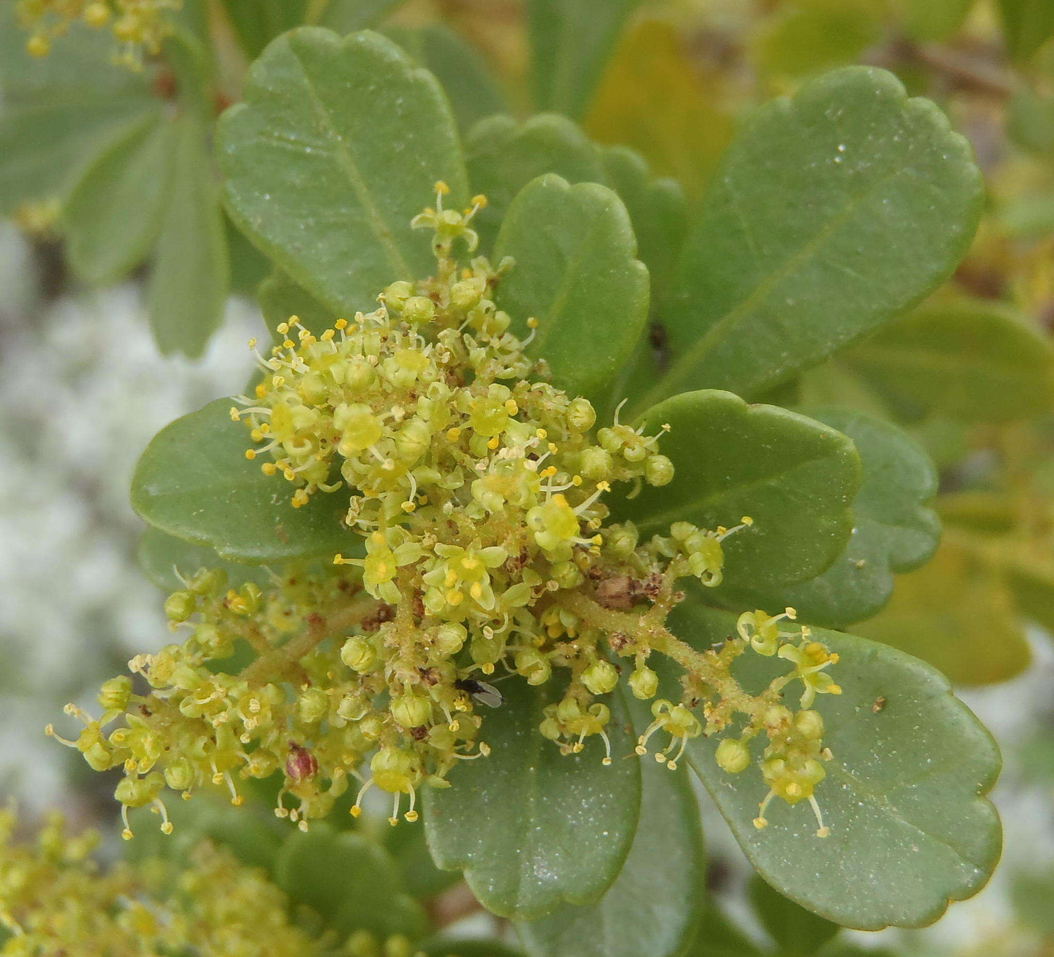 Image of Searsia crenata (Thunb.) Moffett