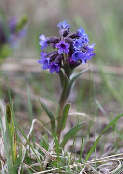 Plancia ëd Pulmonaria angustifolia L.