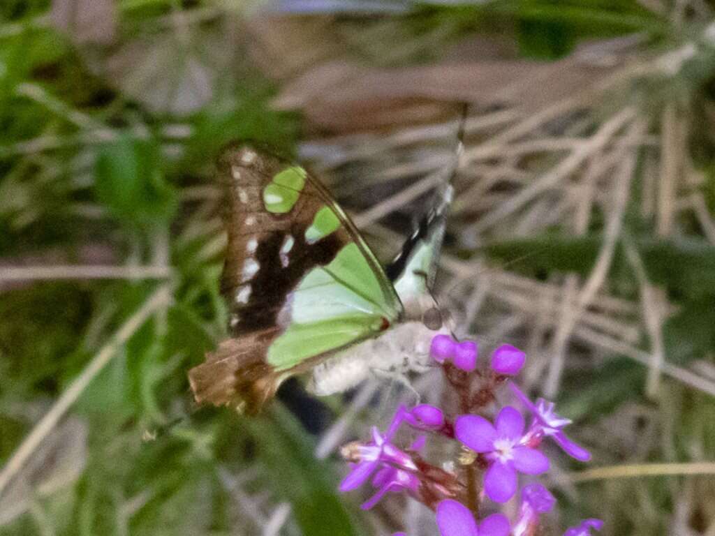 Слика од Graphium macleayanus (Leach 1814)