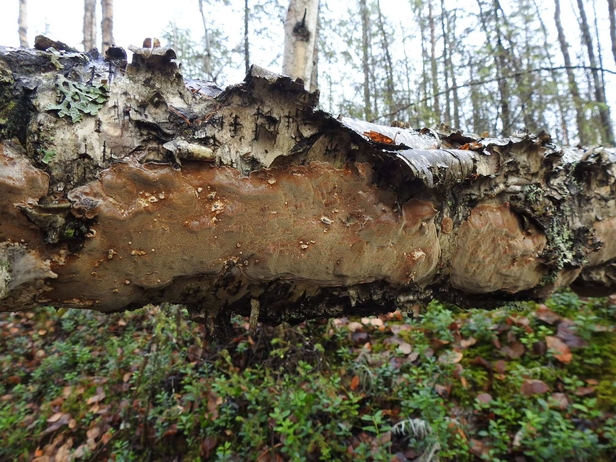 Phellinus laevigatus (P. Karst.) Bourdot & Galzin 1928的圖片