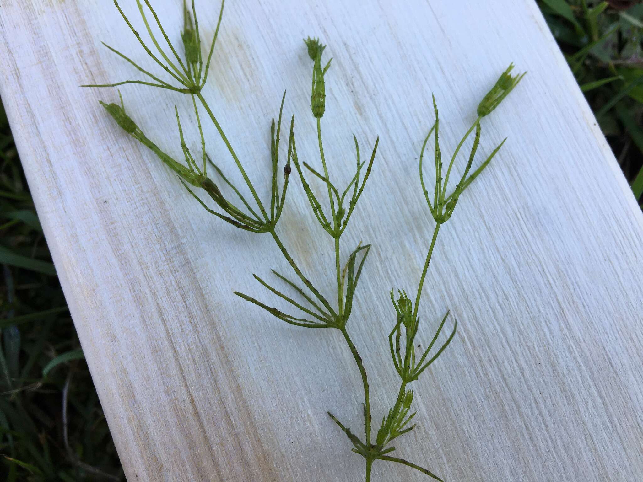 Image of Delicate Stonewort