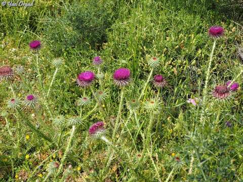 Onopordum blancheanum (Eig) Danin的圖片