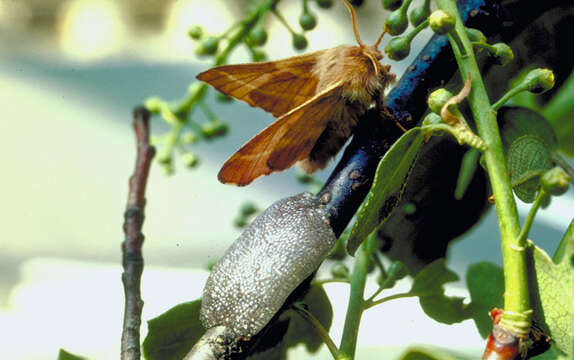 Image of Forest Tent Caterpillar Moth