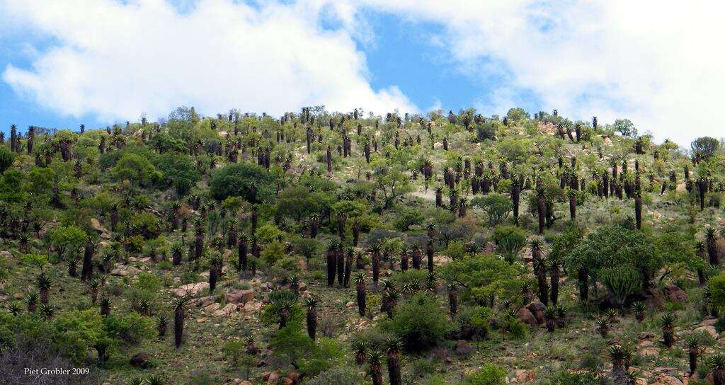 Image of Mountain aloe