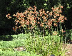 Image of Anigozanthos flavidus Redouté