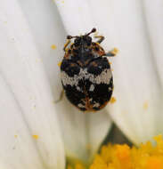 Image of Dermestid beetle