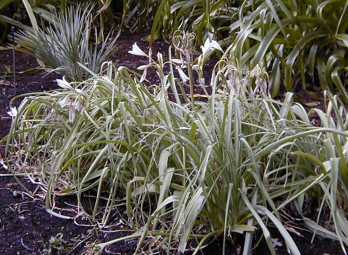 Image de Crinum bulbispermum (Burm. fil.) Milne-Redh. & Schweick.