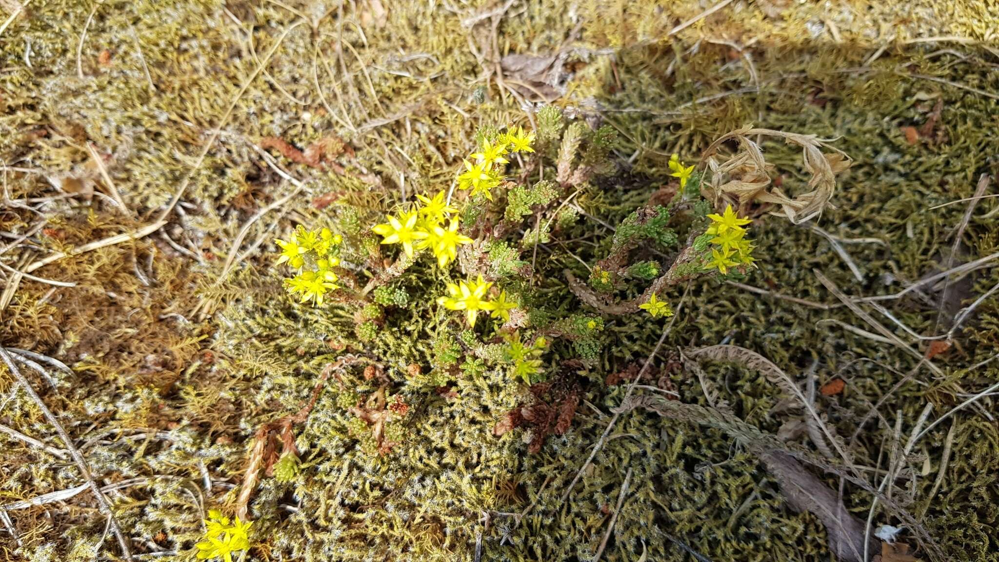 Слика од Sedum sexangulare L.