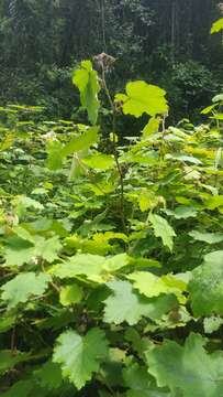 صورة Rubus moluccanus L.