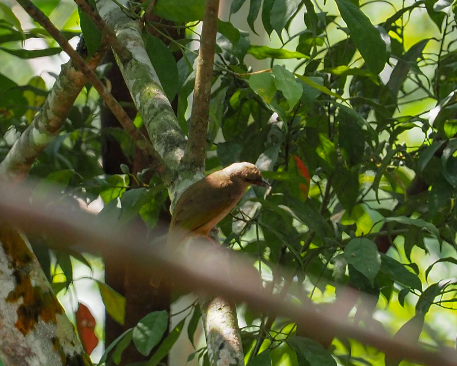 Image of Olive-winged Bulbul