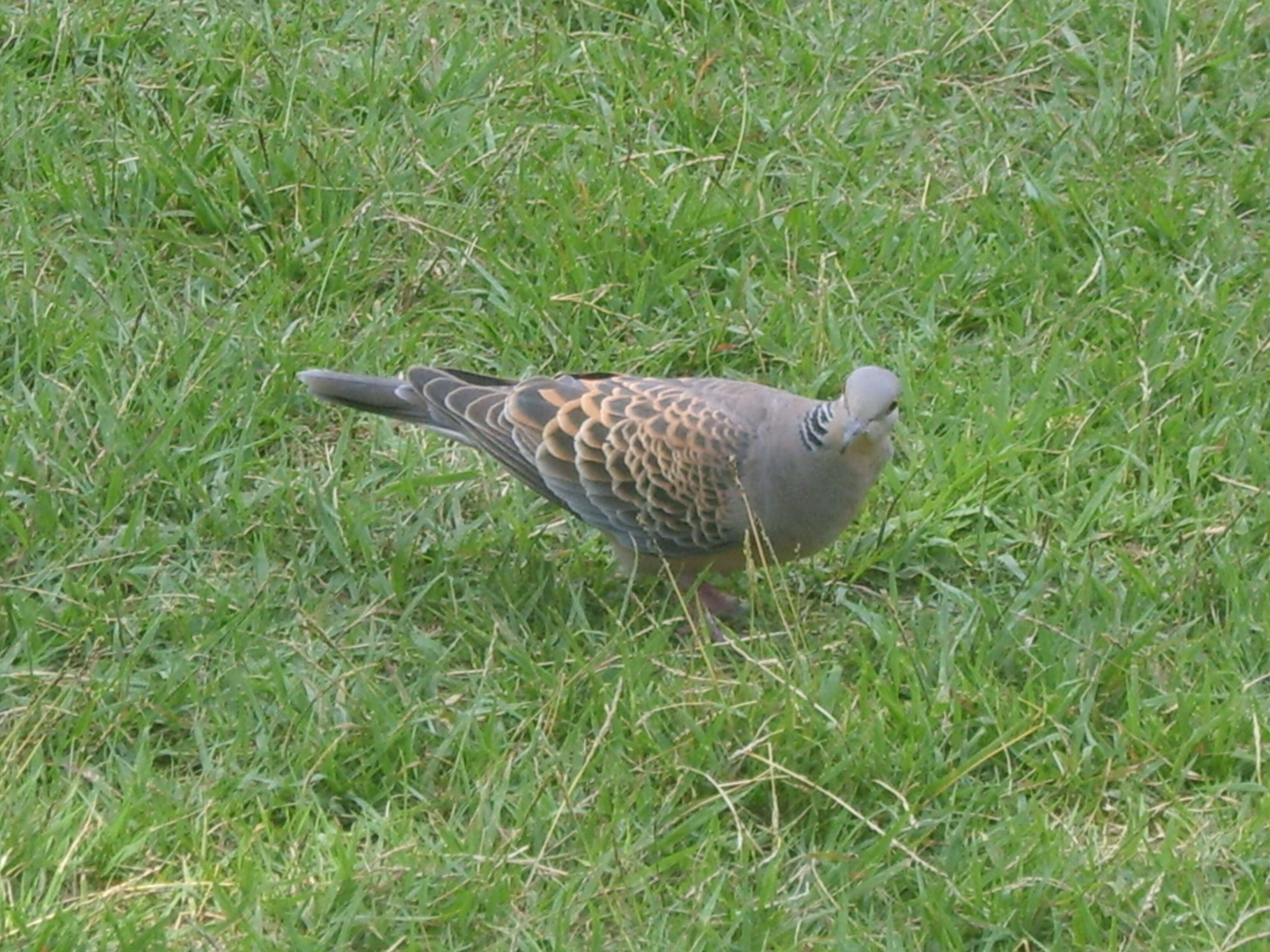 Image of Oriental Turtle Dove