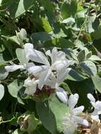 Imagem de Barleria albostellata C. B. Cl.