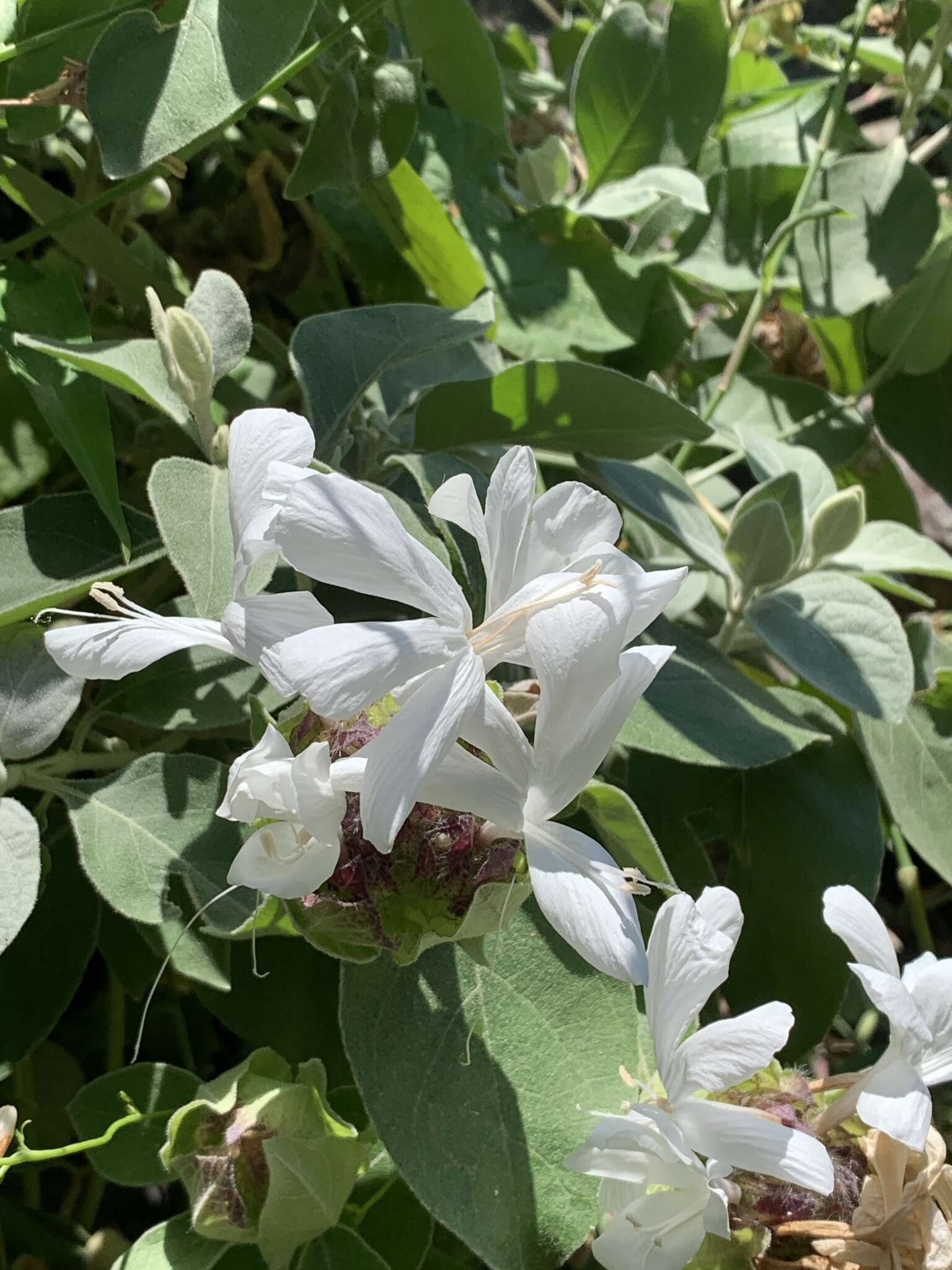 Image of Barleria albostellata C. B. Cl.