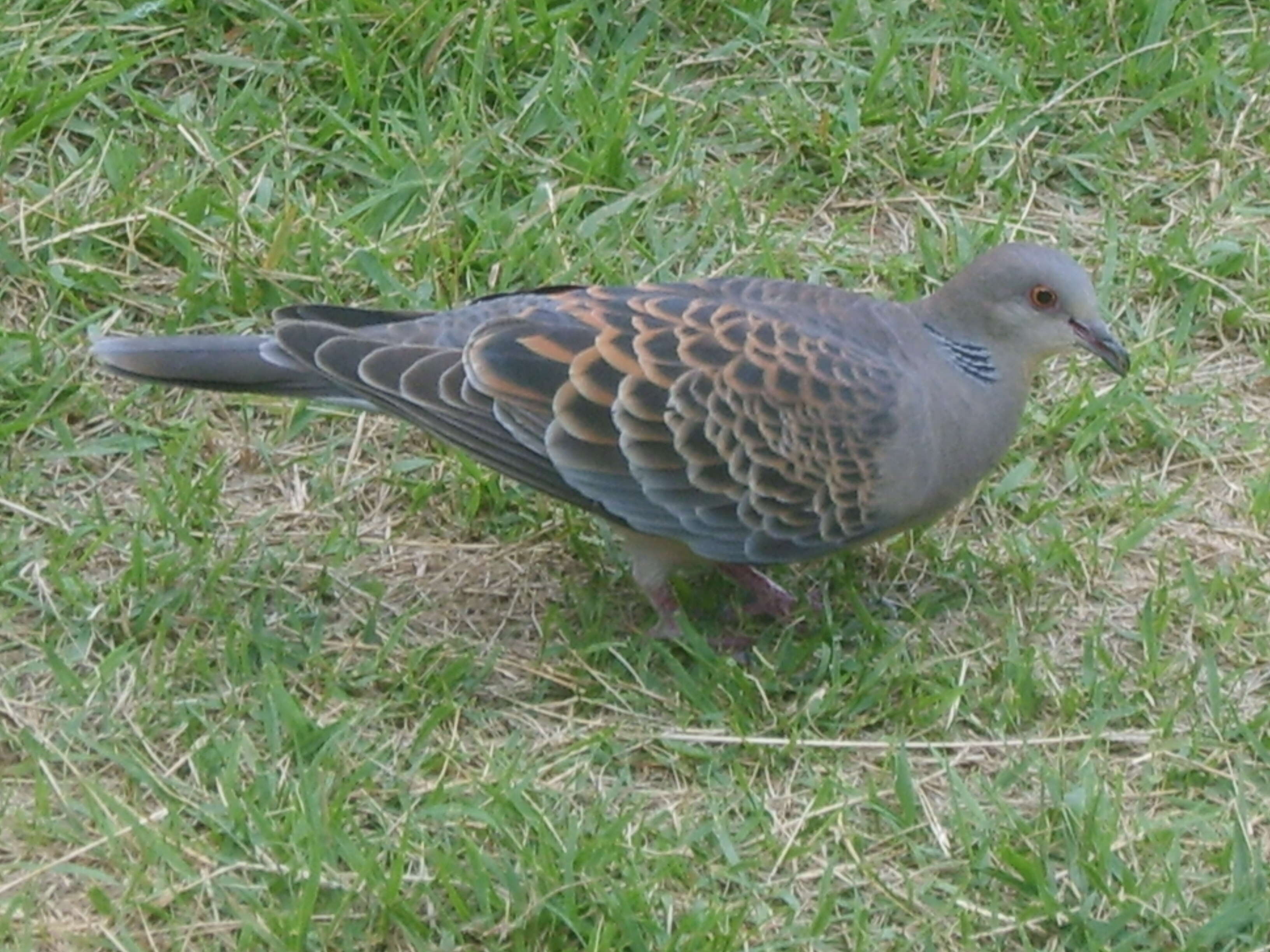 Image of Oriental Turtle Dove