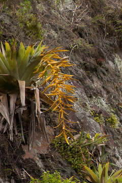 Image of Tillandsia samaipatensis W. Till